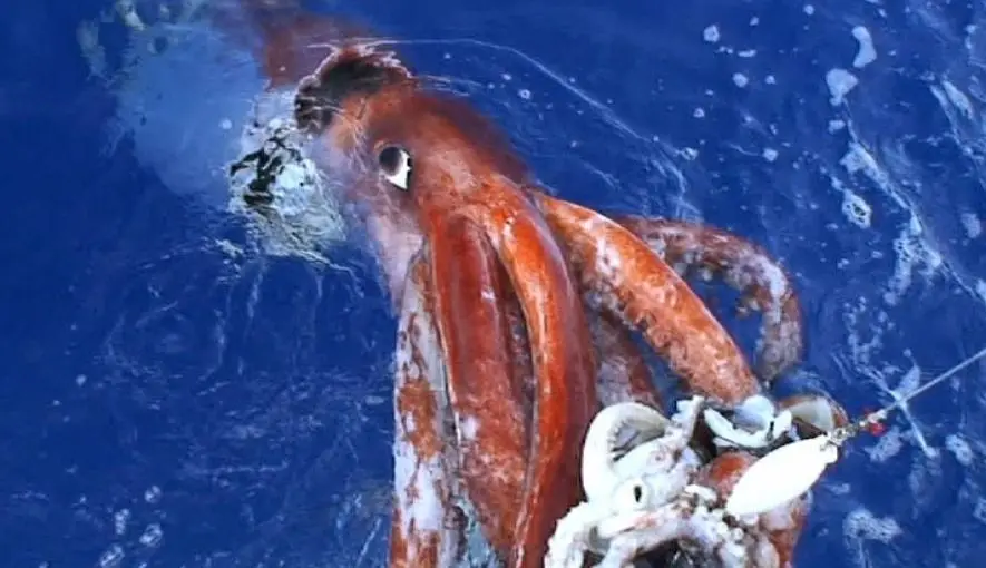 what is a giant squid